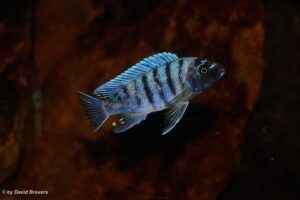 Metriaclima zebra 'Masinje'